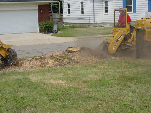 ./Gallery/2011 Bennet Lot Tree Removal/DSC06468.JPG
